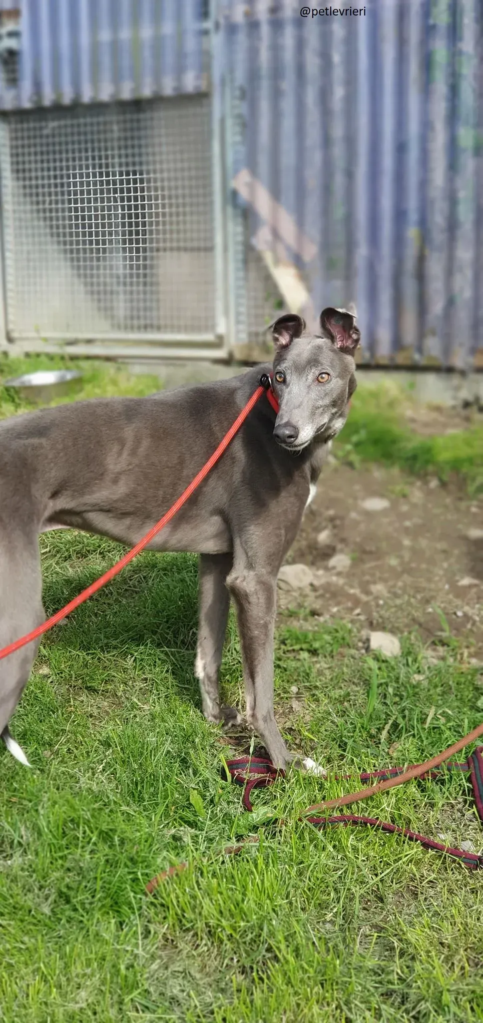 eiffel adozione greyhound 2