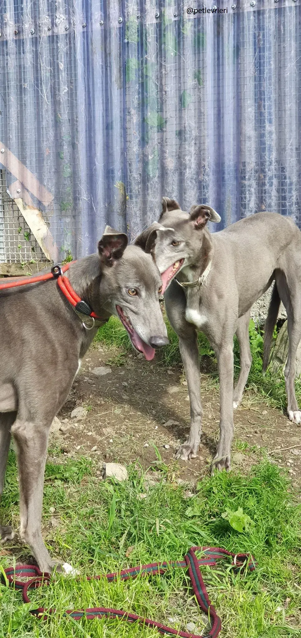 eiffel adozione greyhound 3