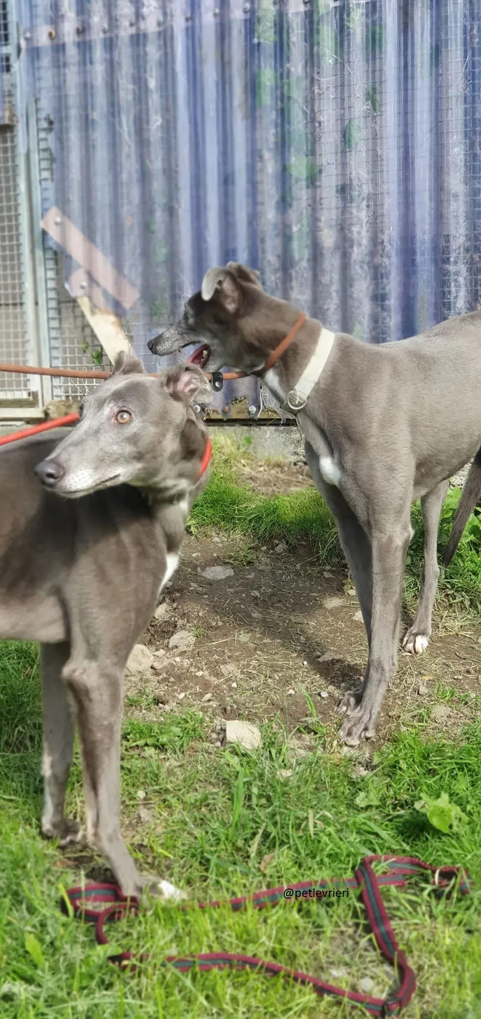 eiffel adozione greyhound 4