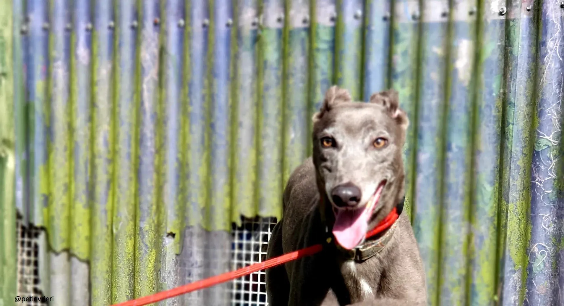 eiffel adozione greyhound