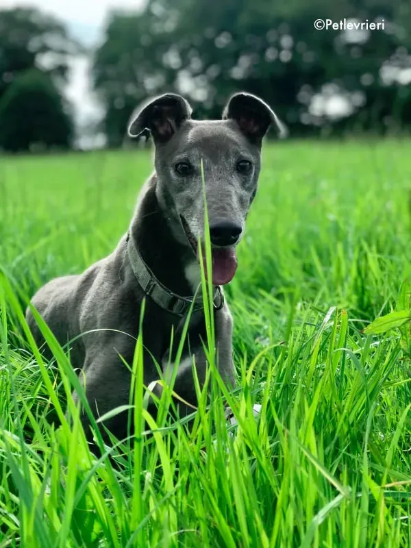 eiffel adozione levrieri greyhound 10