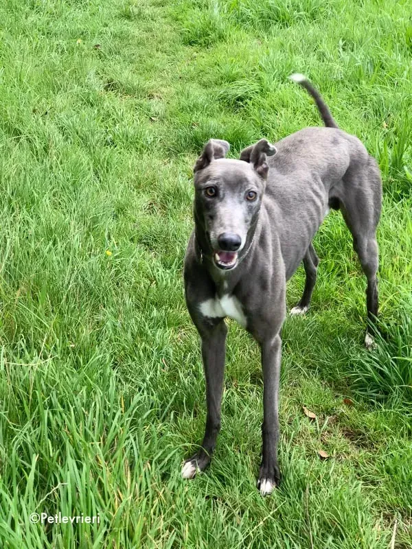 eiffel adozione levrieri greyhound 11