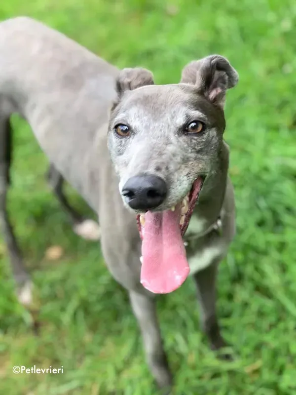 eiffel adozione levrieri greyhound 7