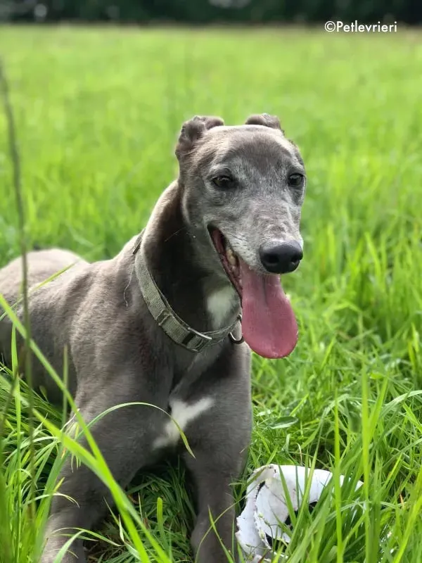 eiffel adozione levrieri greyhound 8