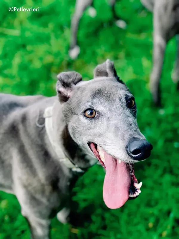 eiffel adozione levrieri greyhound 9