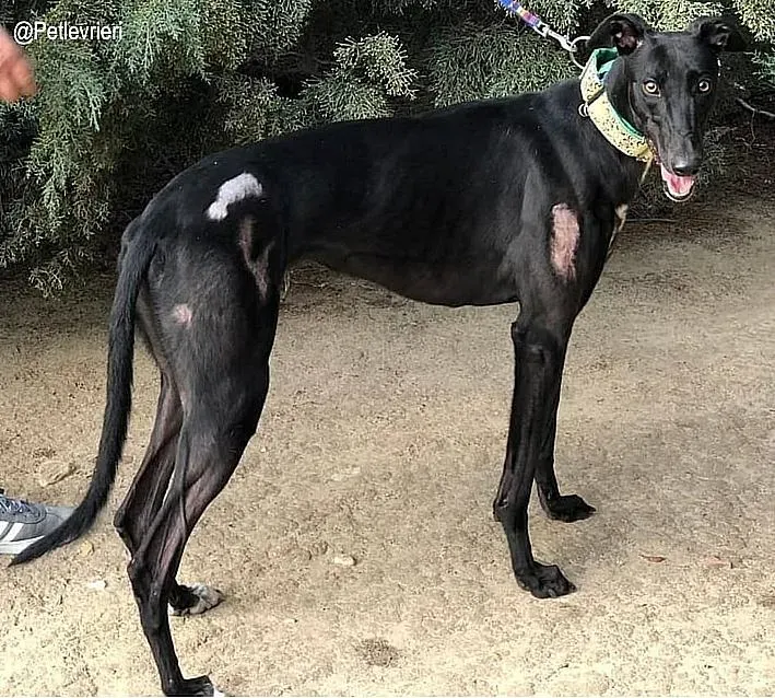 eira adozione levrieri galgo 2