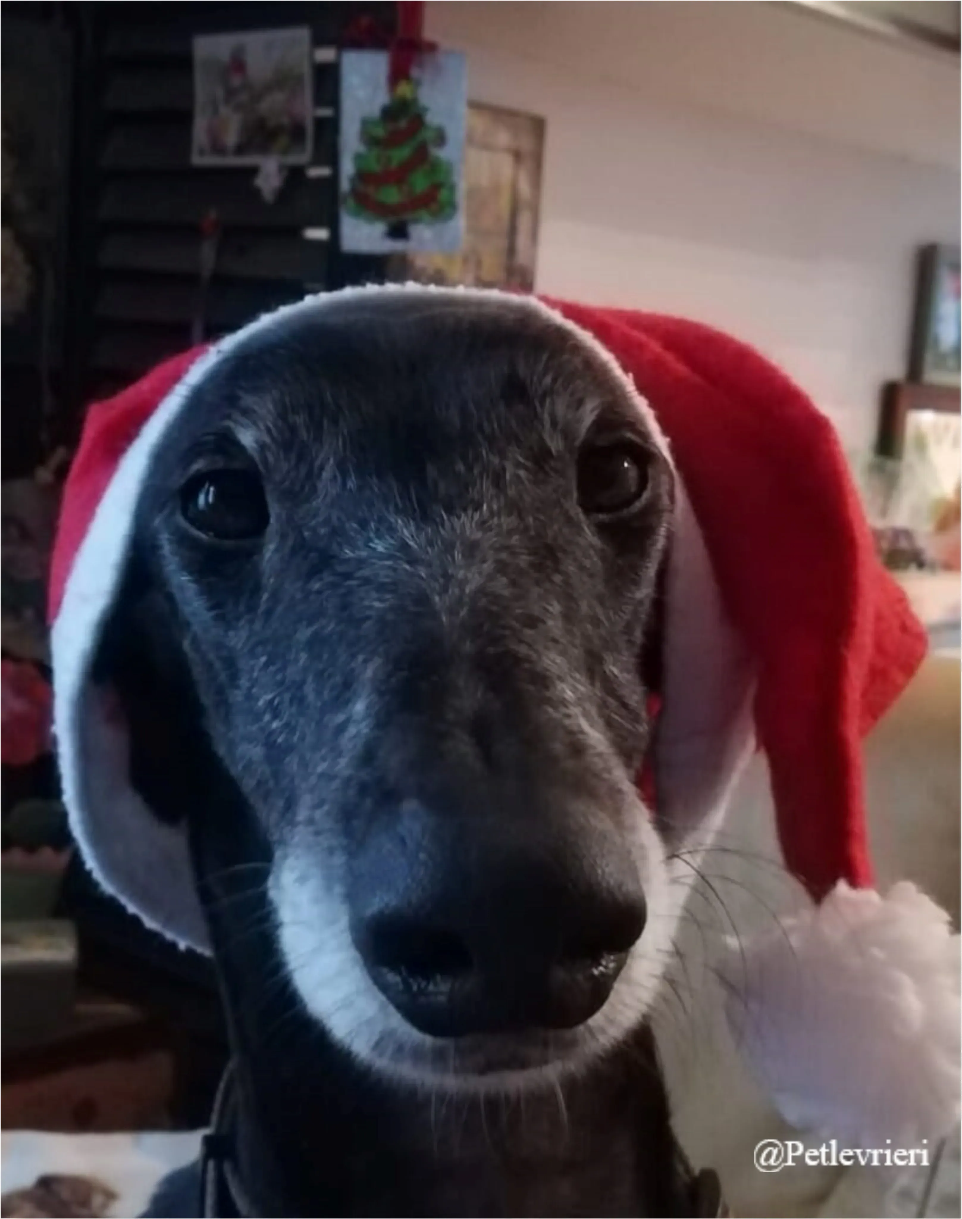 elcid pet levrieri natale 2021 1