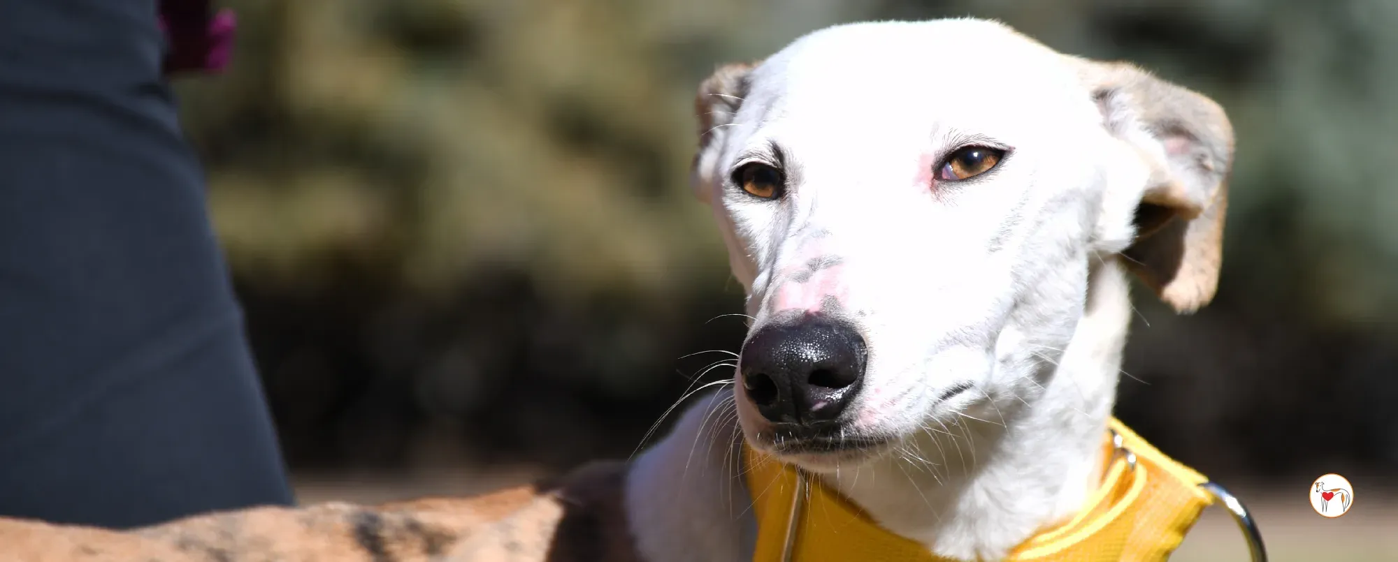 elisabeth galgo adozione 00 copertina a