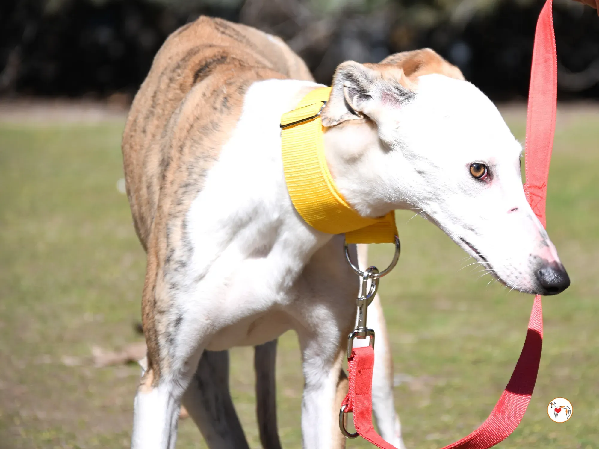 elisabeth galgo adozione 01