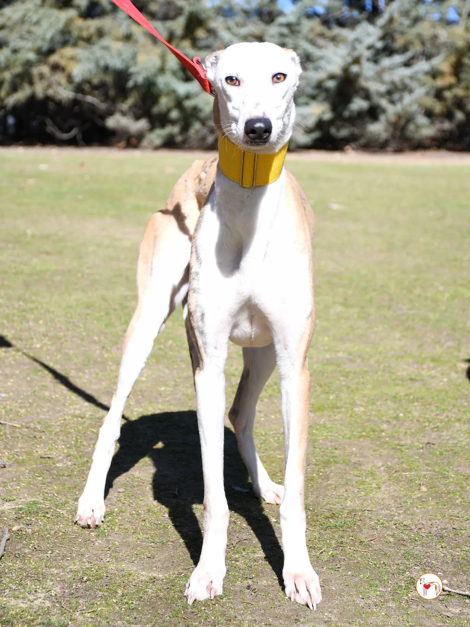 elisabeth galgo adozione 02