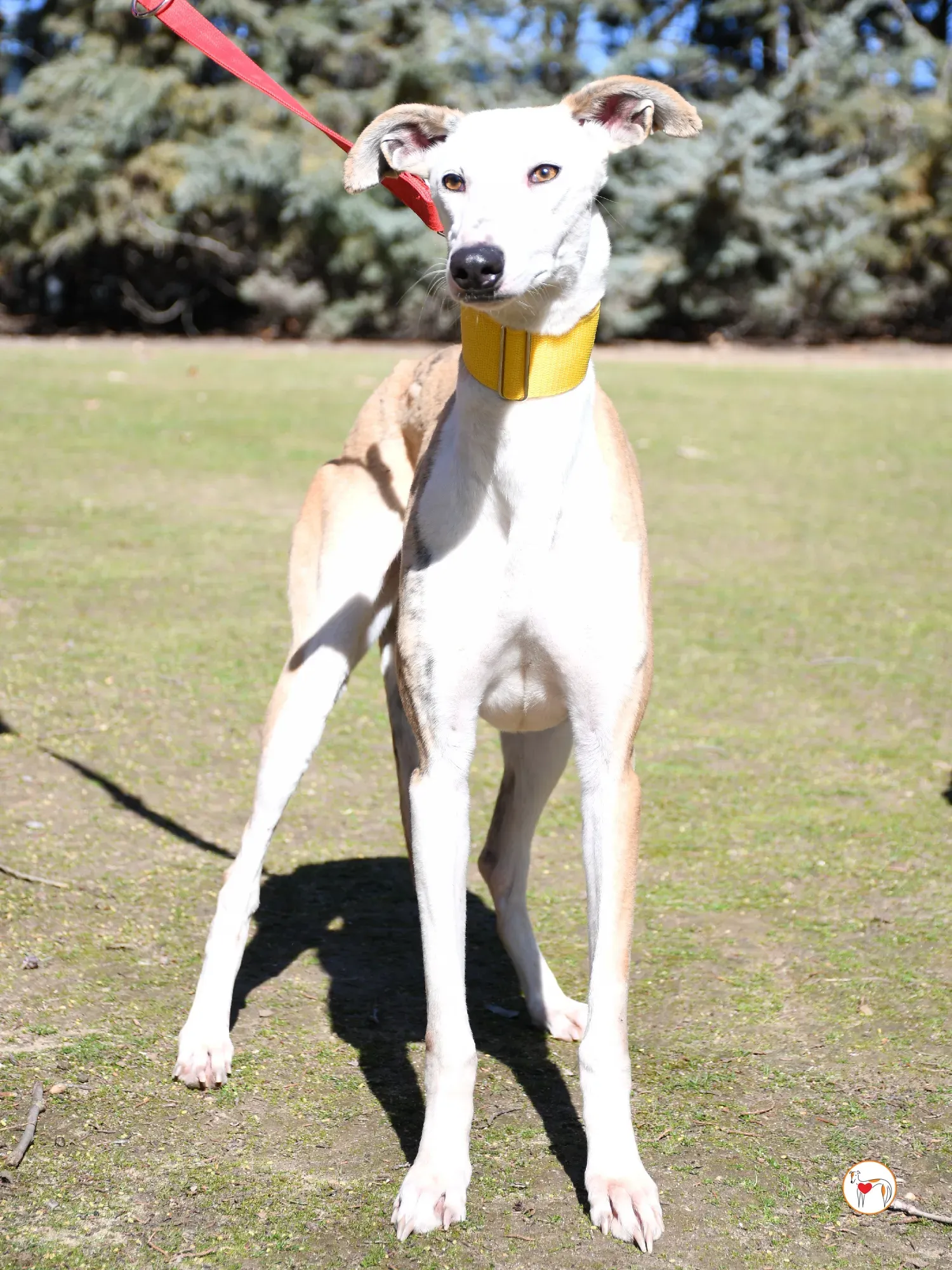 elisabeth galgo adozione 03