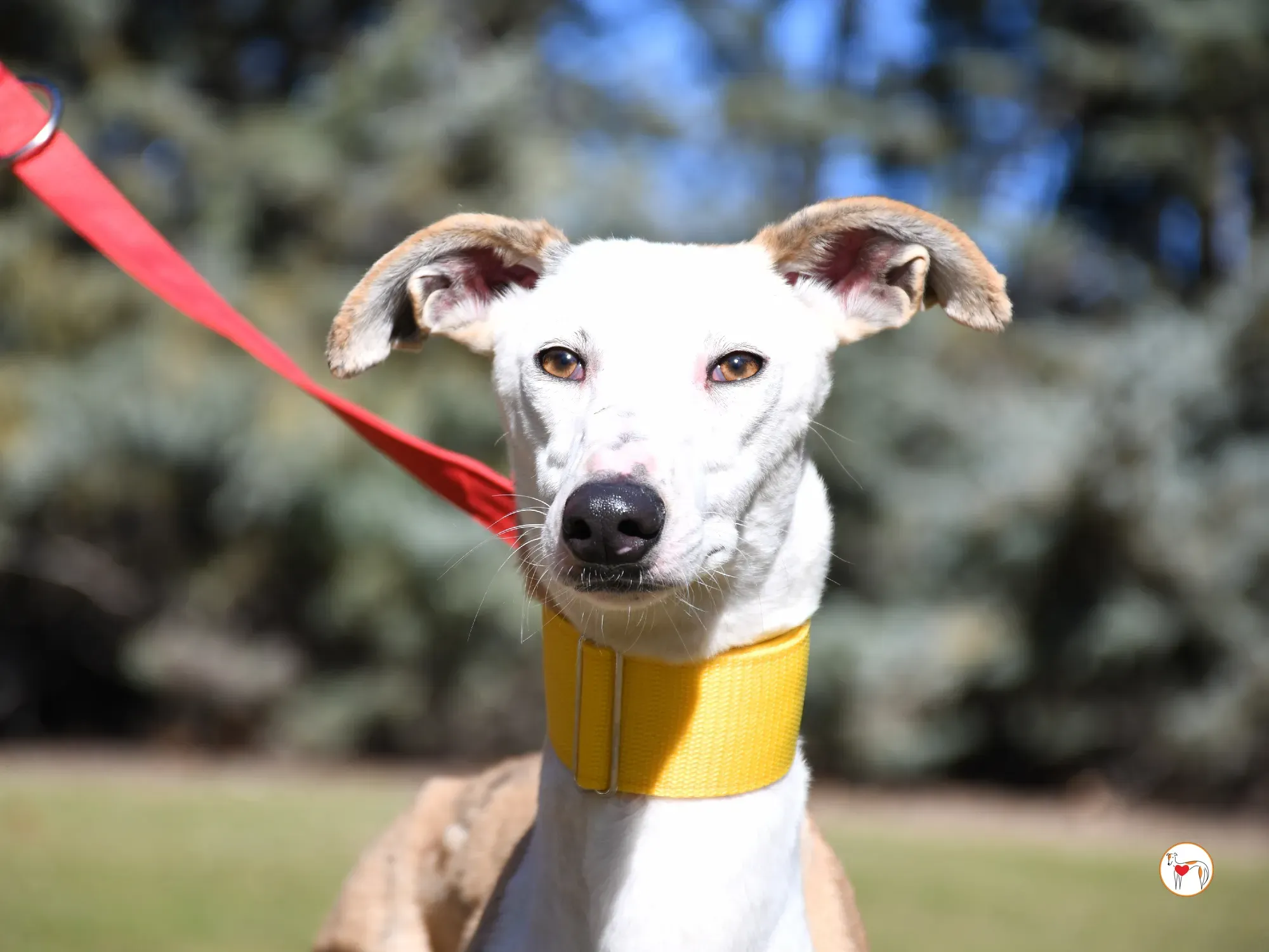 elisabeth galgo adozione 04