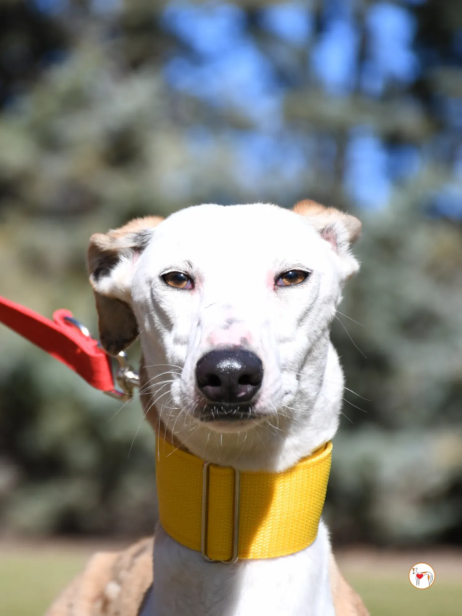 elisabeth galgo adozione 05