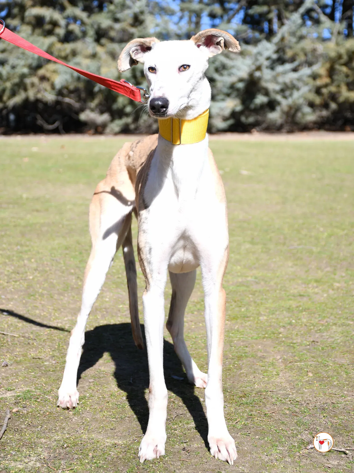 elisabeth galgo adozione 06