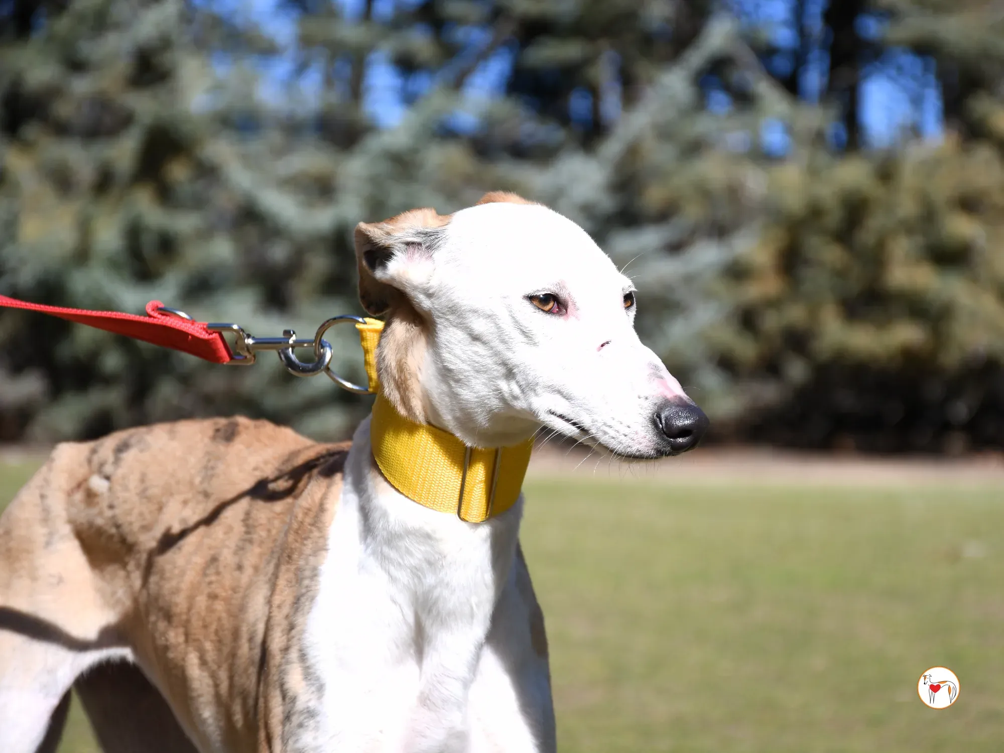 elisabeth galgo adozione 07