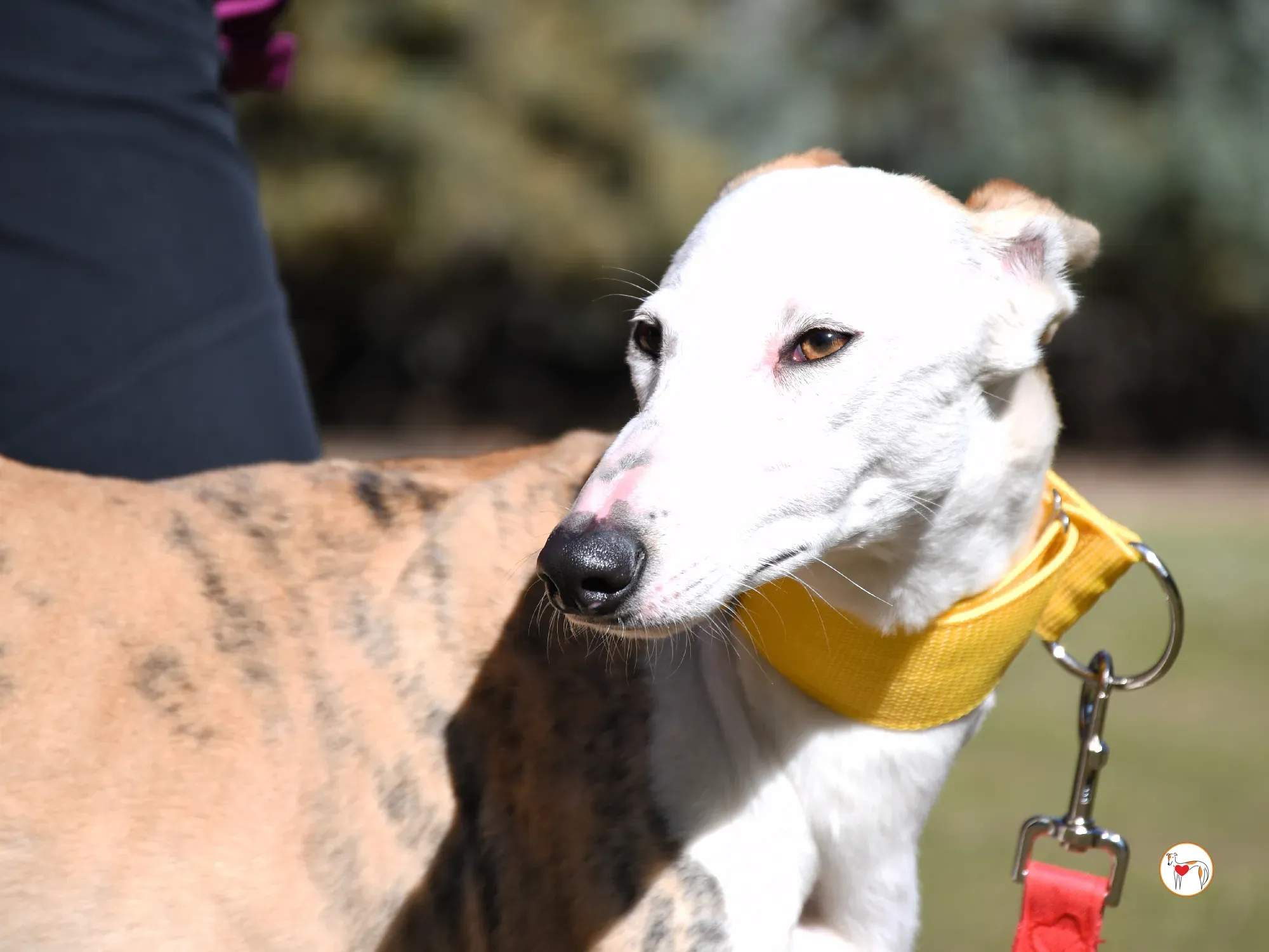 elisabeth galgo adozione 08