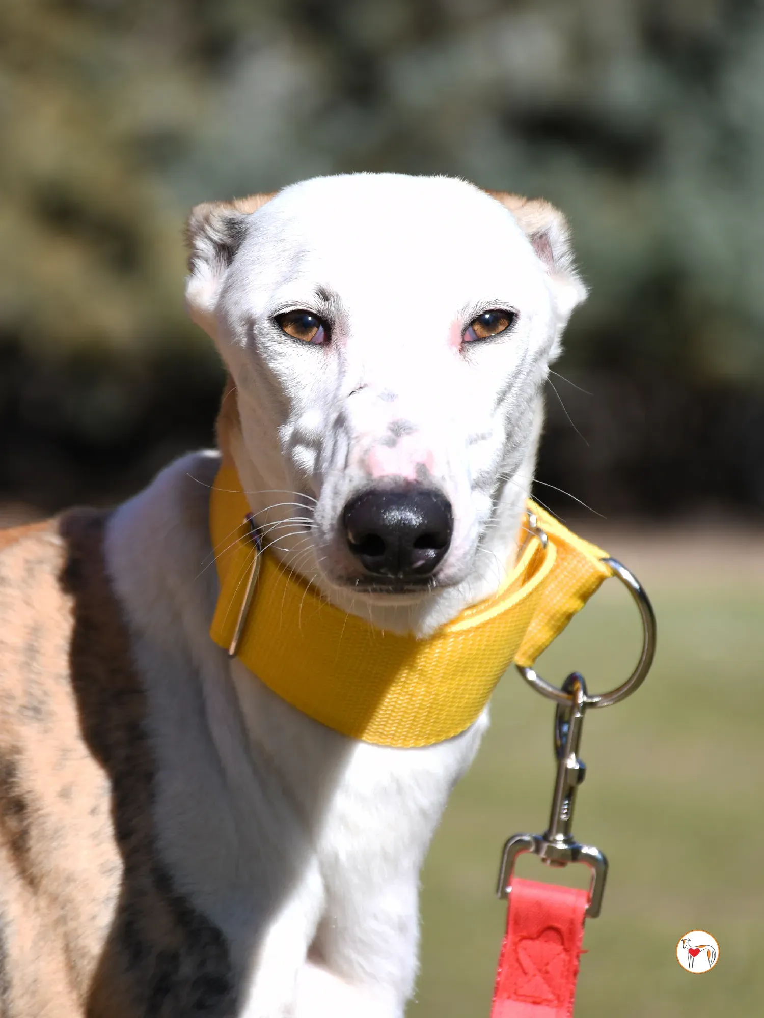 elisabeth galgo adozione 09