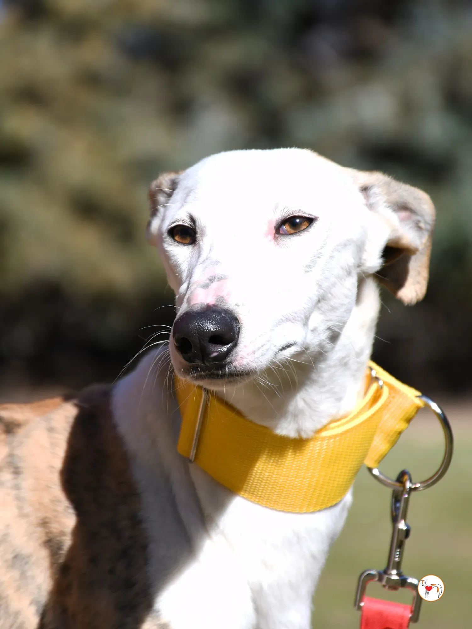 elisabeth galgo adozione 10