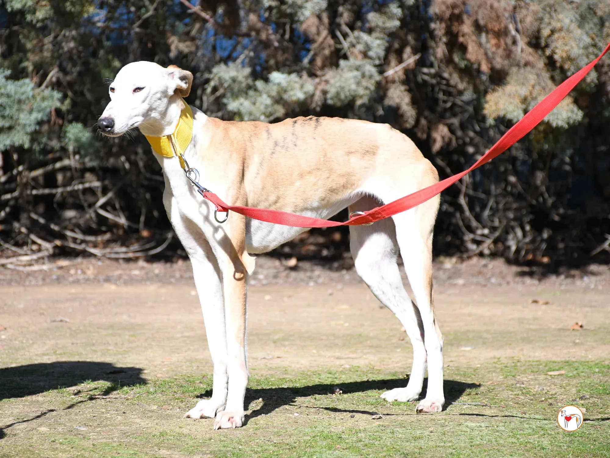 elisabeth galgo adozione 11