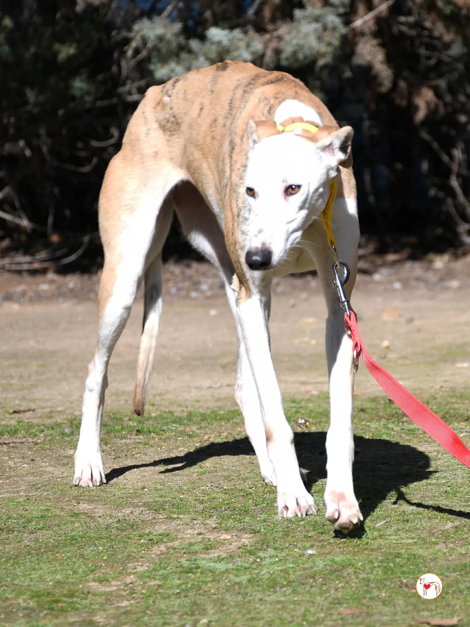 elisabeth galgo adozione 12