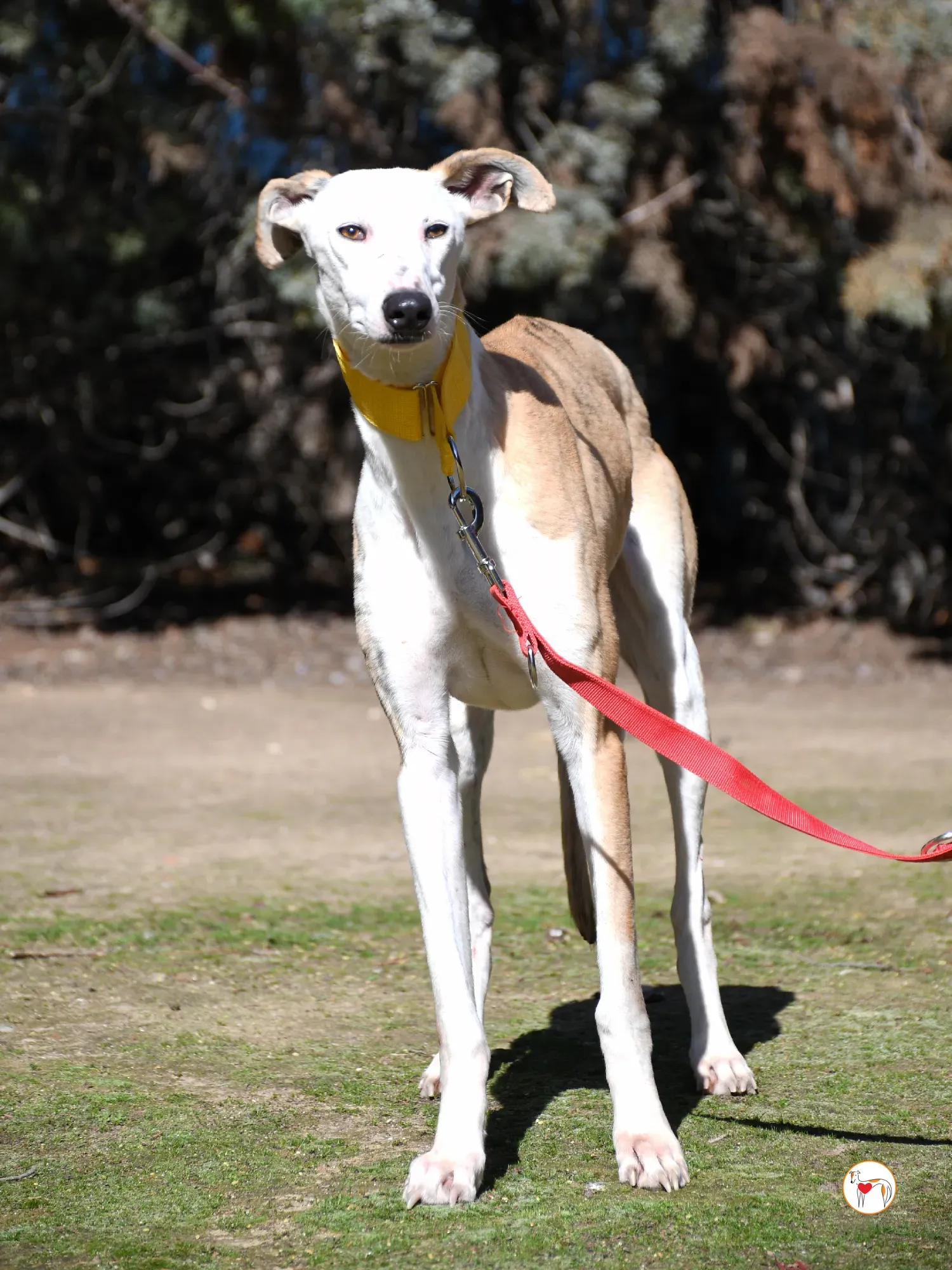 elisabeth galgo adozione 13
