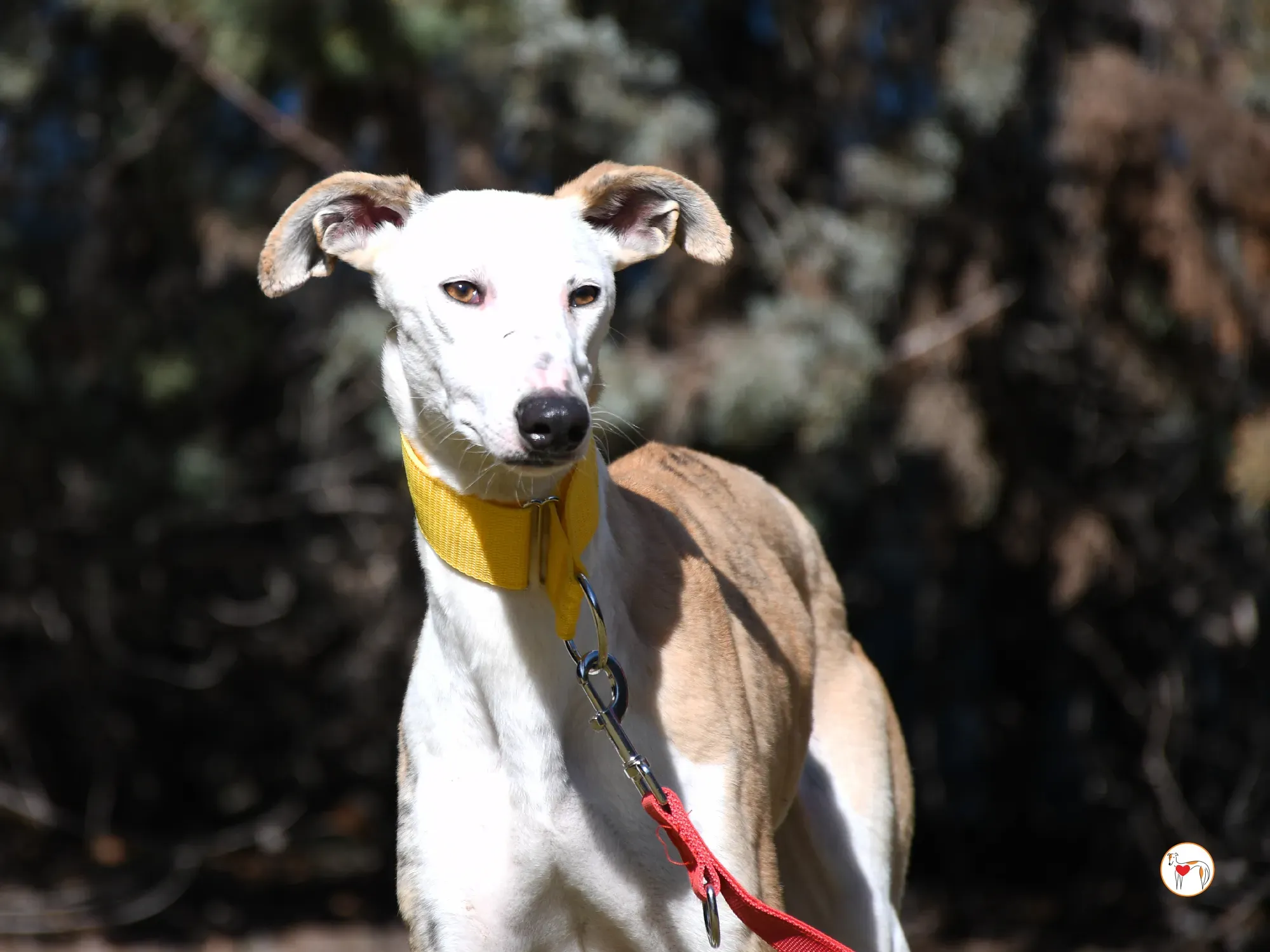 elisabeth galgo adozione 14