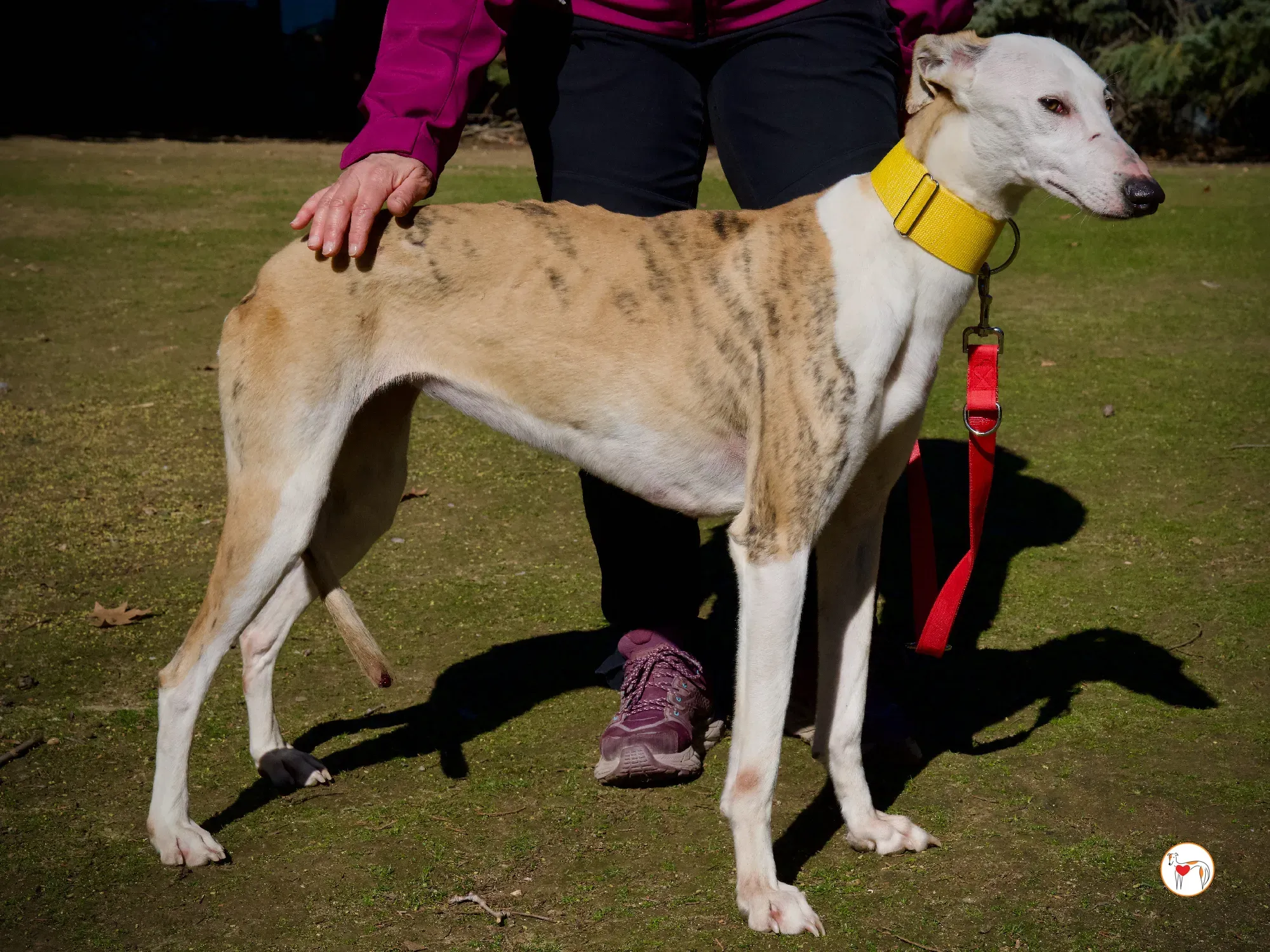 elisabeth galgo adozione 15