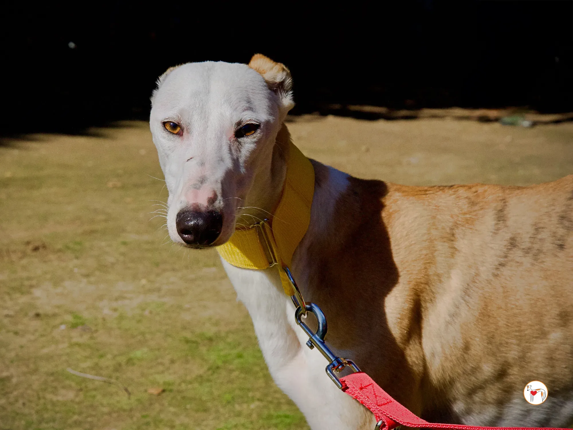 elisabeth galgo adozione 16