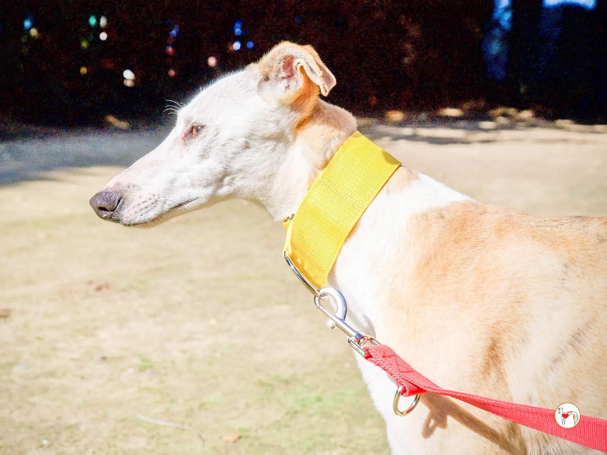 elisabeth galgo adozione 17