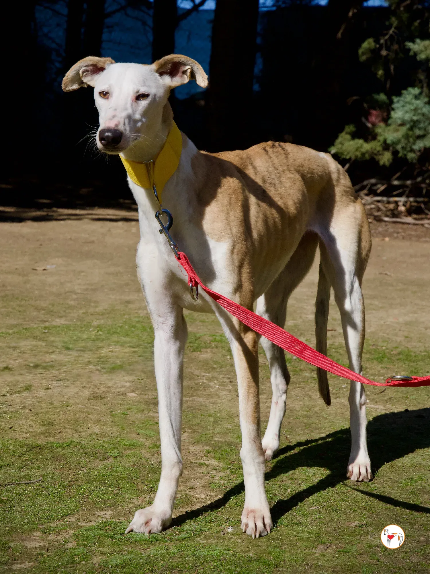 elisabeth galgo adozione 18