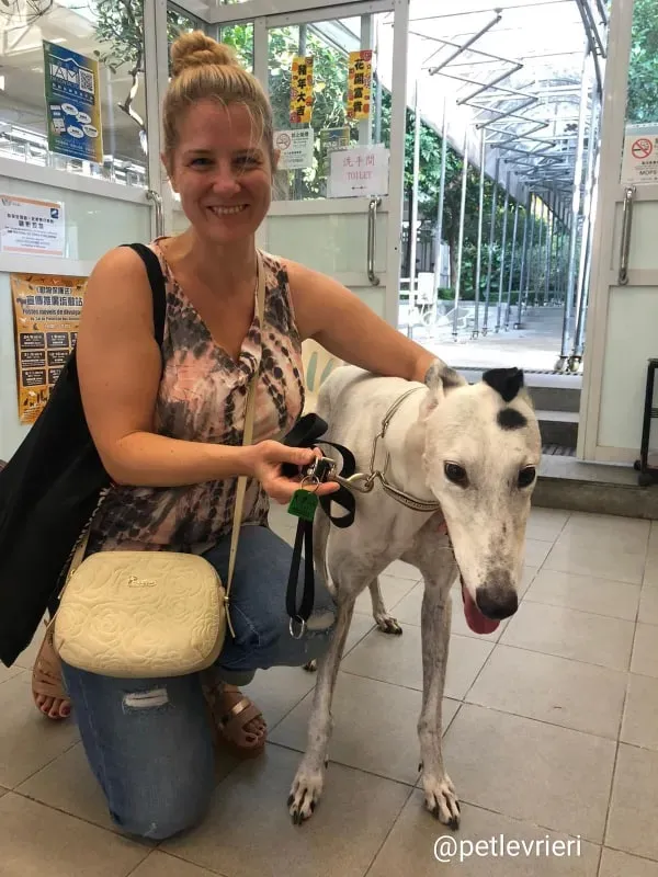 elite adozione greyhound macao