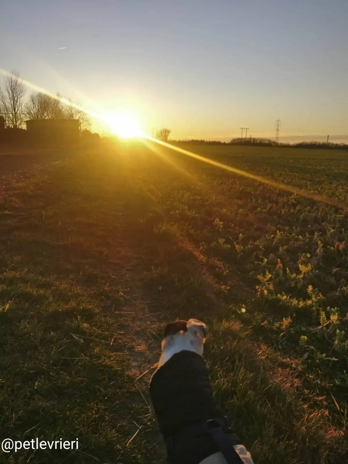 elite adozione macao 1