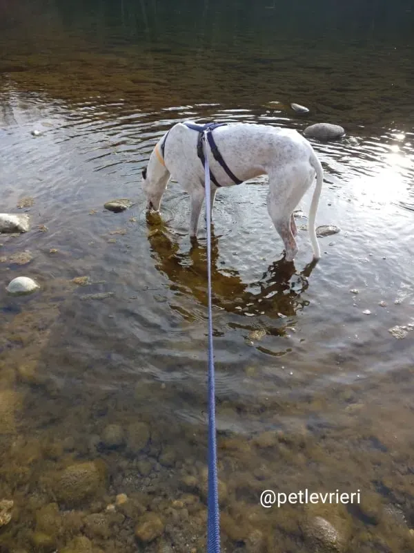 elite adozione macao 10