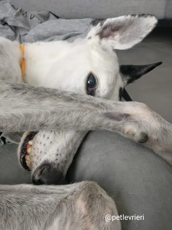 elite adozione macao 11