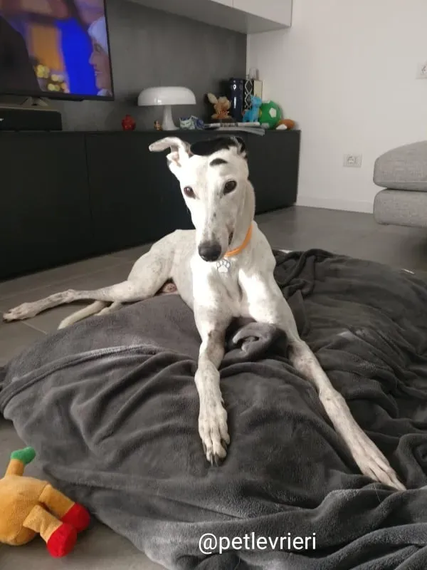 elite adozione macao 12