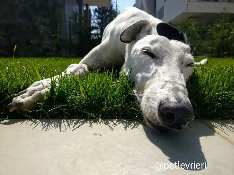 elite adozione macao 14