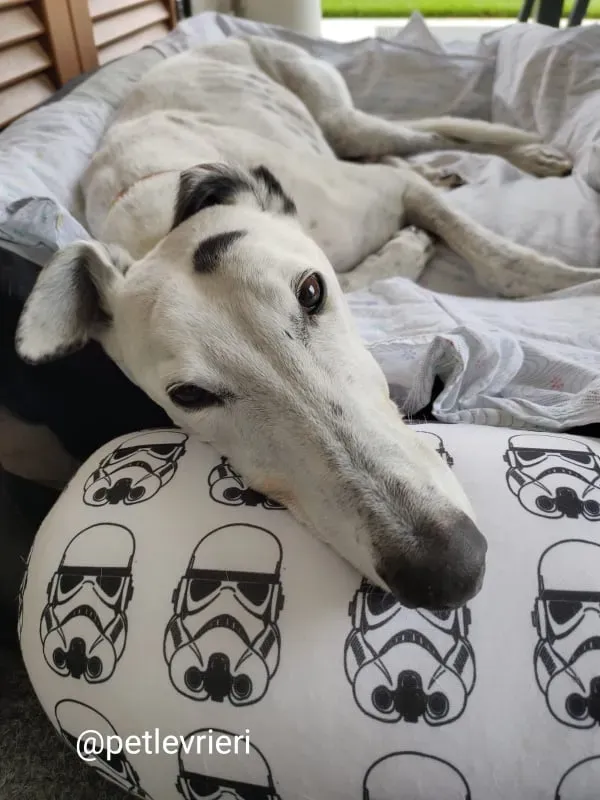 elite adozione macao 16