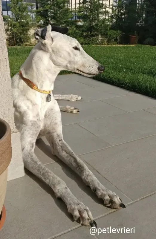 elite adozione macao 17