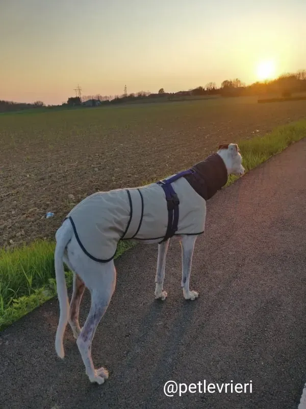 elite adozione macao 18