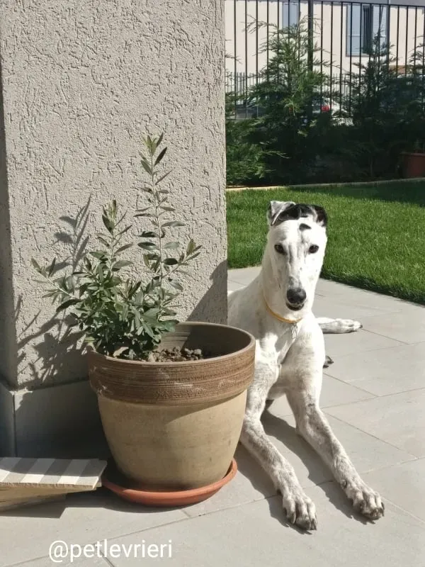 elite adozione macao 19