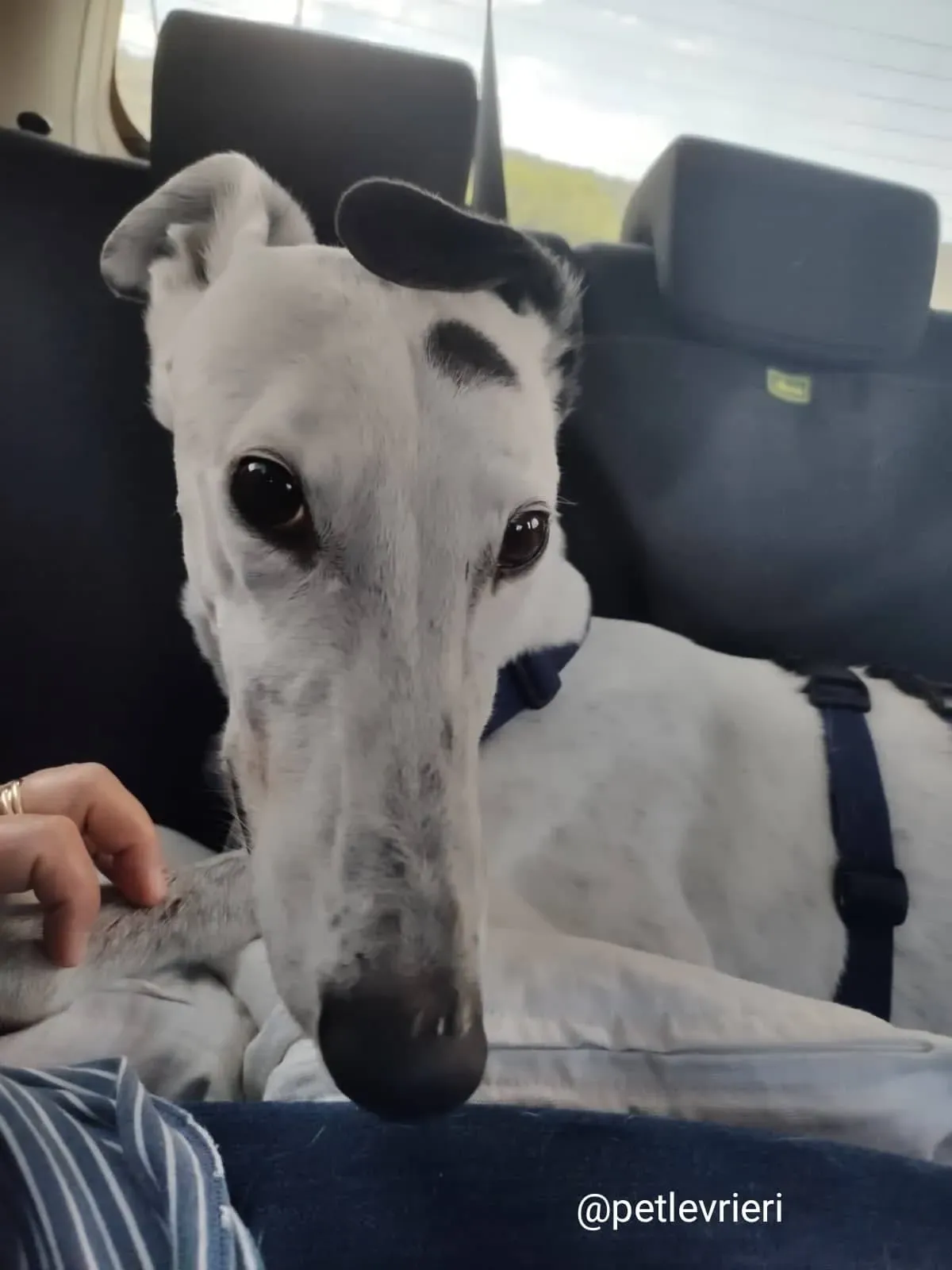 elite adozione macao 2