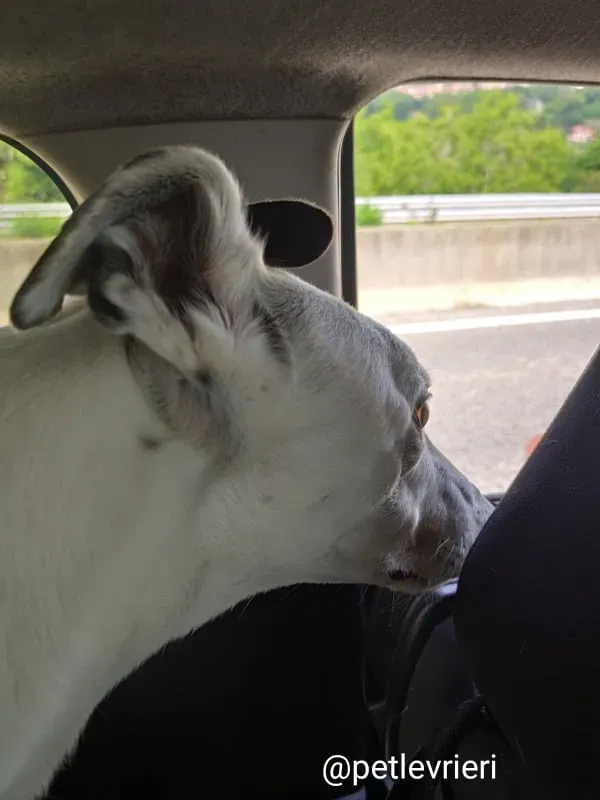 elite adozione macao 20