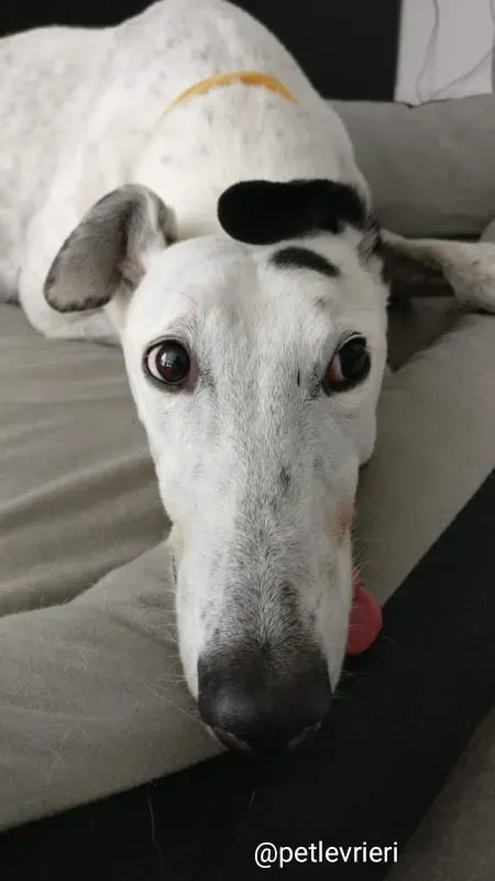 elite adozione macao 21