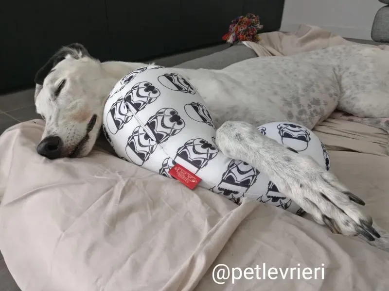 elite adozione macao 22