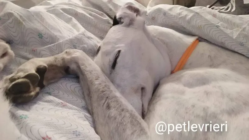 elite adozione macao 23