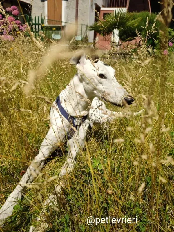 elite adozione macao 24