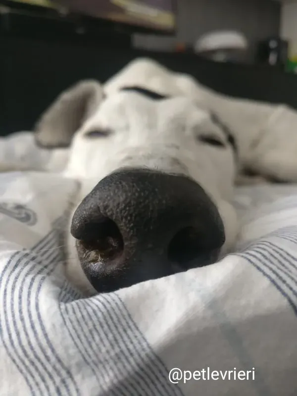 elite adozione macao 25