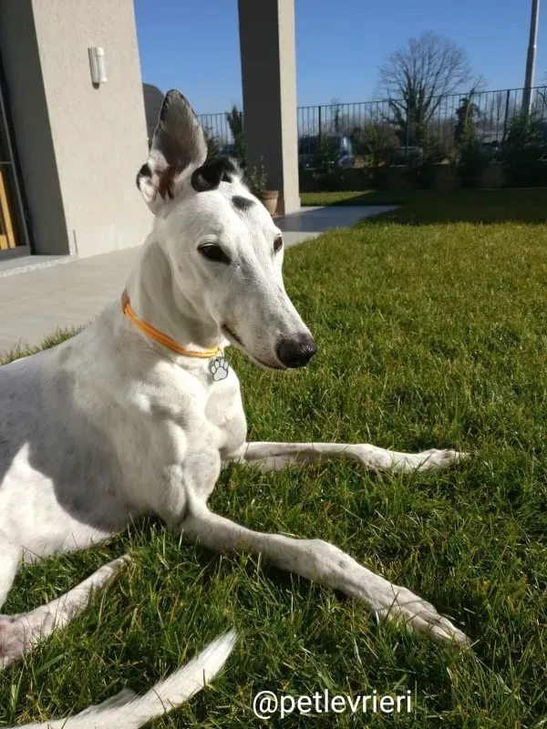 elite adozione macao 26