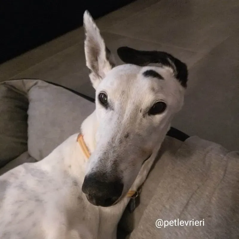 elite adozione macao 27