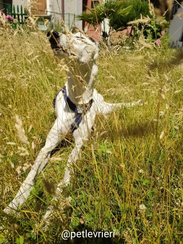 elite adozione macao 28